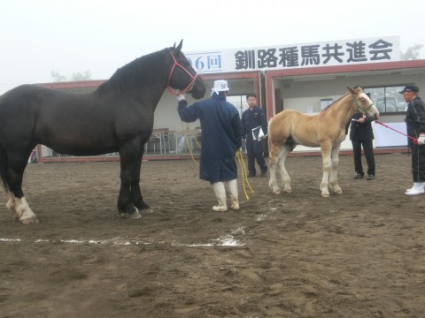 種馬共進会