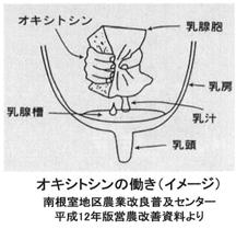 オキトシンの働き