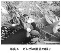 写真４ ガレガの開花の様子